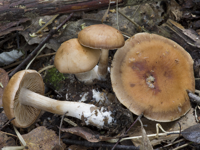 Cortinarius subbalaustinus